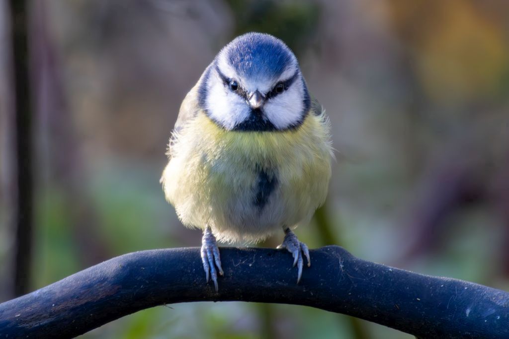 Eurasian Blue Tit (Cyanistes caeruleus) Perched